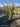 Phormium Tenax Variegatum Vaso 40 - Vivaio Garden Forest (47844568)
