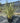Phormium Tenax Variegatum Vaso 45 - Vivaio Garden Forest