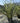 Phormium Tenax Vaso 60 Lt 70 - Vivaio Garden Forest (47844570)