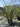 Phormium Tenax Vaso 60 Lt 70 - Vivaio Garden Forest (47844570)