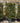 Photinia Fraseri Spall 45 Red Robin L 80 H 120 - Vivaio Garden Forest (47844587)