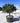 Pinus Densiflora Alice Verkade Alb 90 - Vivaio Garden Forest