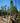 Pinus Halepensis Alb 40 1 2 Fusto Crf 16 18 - Vivaio Garden Forest
