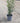 Pistacia Lentiscus Cesp 17 - Vivaio Garden Forest (48283855)