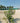 Pistacia Lentiscus Cesp 40 - Vivaio Garden Forest (48283857)