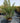 Pistacia Lentiscus Cesp 45 - Vivaio Garden Forest (48283858)