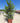 Pistacia Lentiscus Cesp 50 - Vivaio Garden Forest (48283859)