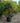 Pistacia Lentiscus Multitronco 70 1 4 Fusto Lt 130 - Vivaio Garden Forest (48283860)
