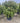 Pistacia Lentiscus Palla 60 Lt 90 - Vivaio Garden Forest (47844593)
