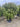 Pistacia Lentiscus Palla 60 Lt 90 - Vivaio Garden Forest (47844593)