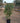 Pittosporum Tobira Cesp 40 - Vivaio Garden Forest (47844594)