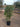 Pittosporum Tobira Cesp 40 - Vivaio Garden Forest (47844594)