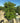 Pittosporum Tobira Cesp 60 Lt 70 - Vivaio Garden Forest (47844595)