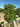 Pittosporum Tobira Cesp 60 Lt 70 - Vivaio Garden Forest (47844595)
