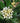 Pittosporum Tobira Nano (Pitosforo Nano) Vaso 30 - fioritura - Vivaio Garden Forest (48048334)