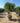 Pittosporum Tobira Multitronco 70 E Q - Vivaio Garden Forest (47844596)