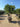 Pittosporum Tobira Multitronco 70 E Q - Vivaio Garden Forest (47844596)