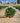 Pittosporum Tobira Nano (Pitosforo Nano) Vaso 24 - Vivaio Garden Forest (48048333)