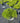 Pittosporum Tobira Nano (Pitosforo Nano) Vaso 30 - Vivaio Garden Forest (48048336)