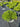 Pittosporum Tobira Nano (Pitosforo Nano) Vaso 30 - Vivaio Garden Forest (48048336)