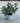 Pittosporum Tobira Nanum Cesp 17 - Vivaio Garden Forest (47844597)