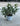 Pittosporum Tobira Nanum Cesp 17 - Vivaio Garden Forest (47844597)