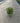 Pittosporum Tobira Nanum Variegatum Cesp 17 - Vivaio Garden Forest (47844598)
