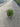 Pittosporum Tobira Nanum Variegatum Cesp 17 - Vivaio Garden Forest (47844598)