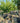 Prunus Persica Pesco Alb 50 1 2 Fusto Spring Crest Crf 14 16 - Vivaio Garden Forest (47844600)