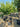 Prunus Persica Pesco Alb 50 1 2 Fusto Spring Crest Crf 14 16 - Vivaio Garden Forest (47844600)