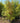 Pseudosasa Japonica Metake Cesp 60 Lt 90 - Vivaio Garden Forest (48283862)
