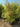 Pseudosasa Japonica Metake Cesp 60 Lt 90 - Vivaio Garden Forest