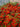 Crataegus Pyracantha Red Berries (Agazzino) Vaso 24 - pianta adulta - Vivaio Garden Forest (48048057)