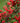 Crataegus Pyracantha Red Berries (Agazzino) Vaso 24 - frutti - Vivaio Garden Forest (48048056)