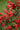 Crataegus Pyracantha Red Berries (Agazzino) Vaso 24 - frutti - Vivaio Garden Forest (48048056)
