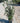 Quercus Ilex Cesp 24 Lt 6 5 - Vivaio Garden Forest (47844624)