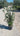 Quercus Ilex Cesp 24 Lt 6 5 - Vivaio Garden Forest (47844624)
