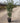 Quercus Ilex Cesp 30 Lt 15 - Vivaio Garden Forest (47844628)