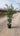Quercus Ilex Cesp 30 Lt 15 - Vivaio Garden Forest (47844628)