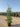 Quercus Ilex Cesp 40 Lt 25 - Vivaio Garden Forest (47844632)