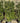 Quercus Ilex Spall 40 L 75 H 160 - Vivaio Garden Forest (47844635)