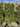 Quercus Ilex Spall 40 L 75 H 160 - Vivaio Garden Forest (47844635)