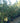 Quercus Pubescens Multitronco 40 - Vivaio Garden Forest (47844636)