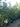 Quercus Pubescens Multitronco 40 - Vivaio Garden Forest (47844636)