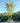 Quercus Suber Cesp 45 Due Tronchi - Vivaio Garden Forest (47844637)