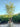 Quercus Suber Cesp 45 Due Tronchi - Vivaio Garden Forest (47844637)