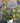 Rhaphiolepis Bianco Vaso 18 - Vivaio Garden Forest (48048339)