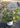 Rhaphiolepis Bianco Vaso 18 - Vivaio Garden Forest (48048339)