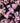 Rhaphiolepis Springtime Rosa Vaso 24 - pianta adulta - Vivaio Garden Forest (48048343)