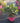 Rhaphiolepis Springtime Rosa Vaso 18 - Vivaio Garden Forest (48048342)